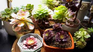 Aeonium Propagation and Care aeonium succulentcare beautifulplant [upl. by Fleeman]