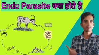 What are endo parasites in animals [upl. by Hugh]