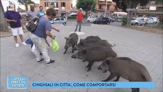 Roma una città bestiale i cinghiali per le strade  La vita in diretta estate 22062018 [upl. by Adnahsam272]