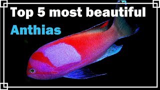 Top 5 most beautiful Anthias [upl. by Ajet]