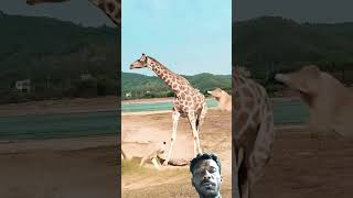 amazing fight giraffe vs lion🦒 lionvsgiraff shorts [upl. by Bazil]