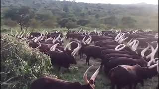 A HERD OF LONG HORNED ANKOLE CATTLE IN UGANDA [upl. by Melac8]