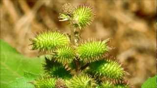 Common Cocklebur Xanthium strumarium San Diego California [upl. by Ahsenak11]