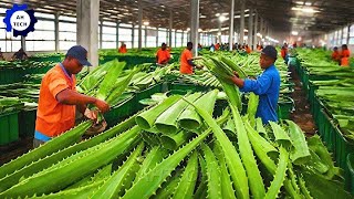 Harvest and Producing Aloe Vera Gel on A Massive Scale  Agriculture Technology [upl. by Kcirret]