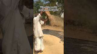 winnowing winnowingpaddy winnowinggrains paddy winnowingrice naturalfarming villagelife [upl. by Lahtnero]