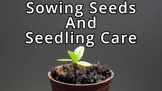 How to Grow Giant Sunflowers Part 2 Sowing And Seedling Care [upl. by Berner]