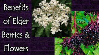 Benefits of Elderberries and Elderflowers [upl. by Waverly]