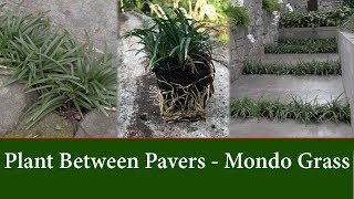 How to Grow Dwarf Mondo Grass Between Pavers or Stepping Stones [upl. by Hartill]