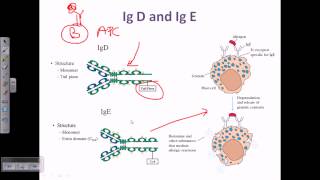 IgD and IgE [upl. by Kessiah]