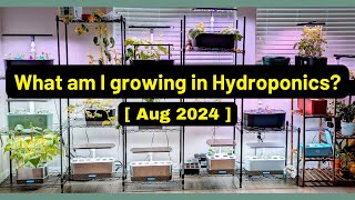 What am I growing  Aug 2024  Aerogarden iDoo LetPot Spider Farmer AHopeGarden RainPoint Mufga [upl. by Revlys]