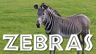 Zebras for Kids Learn all About Zebras  FreeSchool [upl. by Nomzaj]