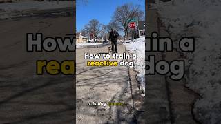 HOW TO Train a reactive dog💥 dog dogtraining reactivedog [upl. by Redmer932]