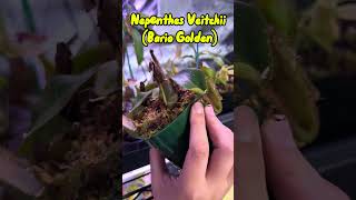 Nepenthes Veitchii “Bario Golden” pitcherplant garden garden carnivorousplant houseplants [upl. by Proulx]