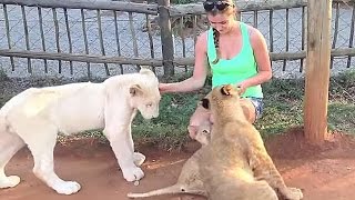 Playing With Lions Cubs [upl. by Lodovico]