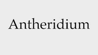 How to Pronounce Antheridium [upl. by Mirilla]