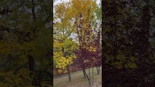 treethe leaves turning yellowalmost winter [upl. by Dixil404]