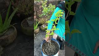 বাগানবিলাস গাছের পরিচর্যা কিভাবে করি 🌱 gardening gardenplants garden nature plants viralshorts [upl. by Abagael]