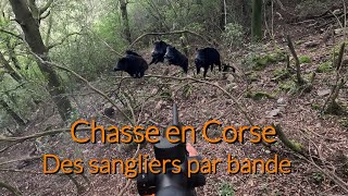 Tirs de 8 sangliers en battue💥chasse en Corse à Bastelica [upl. by Vlad318]