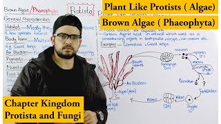 Brown algae  Phaeophyta  Plant Like Protists Algae  Chapter protista and Fungi [upl. by Tadeo]