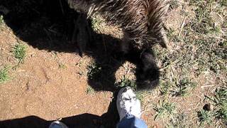 Emu mating dance [upl. by Yadseut673]