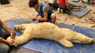 Appaloosa Alpaca Shearing May 2023 [upl. by Aphra]