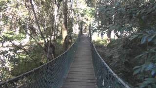 CENTRAL COAST  STRICKLAND STATE FOREST  BELLBIRD TRACK  HIKE [upl. by Olleina]