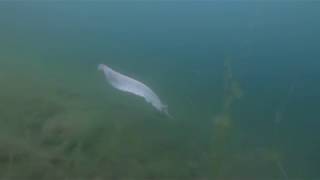 Albino Meerval in de Toolenburger Plas [upl. by Aseyt]