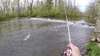 THIS Creek is LOADED with TROUT Rainbow amp Brown [upl. by Bertolde]