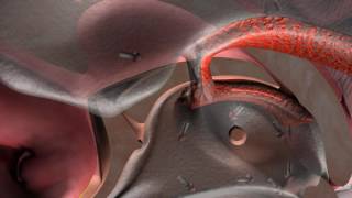 Flow of cerebrospinal fluid CSF [upl. by Sirdi523]