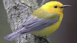 Prothonotary Warbler SongProtonotaria citrea [upl. by Aryamoy]