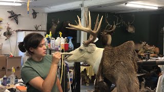 Taxidermy of Jill’s Deer [upl. by Akilat]