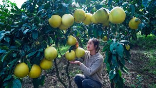 Cooking Giant Red Pomelo in Various Ways that You Never Even Thought of [upl. by Noryb107]