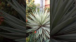 AGAVE TEQUILANA blue agave THE CHEF OF GARDENS A MEDICINAL PLANT FOR ALL FAMILY [upl. by Une135]