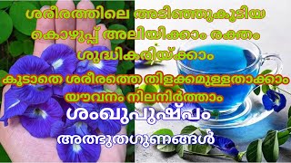 ശരീരത്തിലെഅടിഞ്ഞുകൂടിയ കൊഴുപ്പ് അലിയിക്കാം രക്തം ശുദ്ധികരിയ്ക്കാം benefits of Convolvulus prostratus [upl. by Leviram]