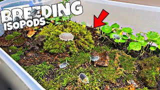 Breeding 1000s of Isopods in DIY Terrarium PROFIT [upl. by Narik]