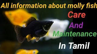 Full information on molly fish in tamil  care and maintenance  types  Fish Aquarium Tamil [upl. by Capon]