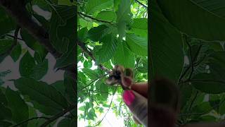 How to grow Magnolia champaca plant seeds 🌿 garden [upl. by Eednim]