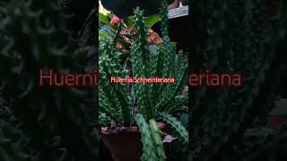 Huernia Schneideriana [upl. by Qifar]