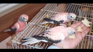 Bourke Parakeets and Toys  Do Too Like em [upl. by Arthur344]