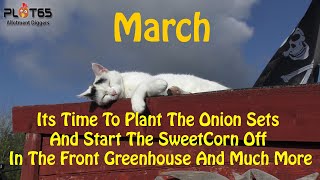 Its Time To Plant The Onion Sets And Start The Sweetcorn And Much More [upl. by Garbers]