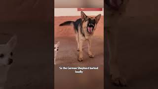 Police dogs escort the beautiful Chihuahua home animal filmshorts [upl. by Meikah128]