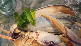 Fisherman catches crabs conches shellfish and geoduck on the beach Catching seafood [upl. by Ettenot]