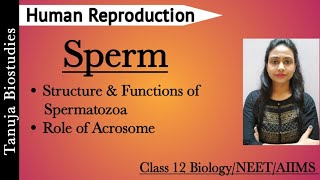 Human Reproduction  Structure amp Functions of Spermatozoa  Sperm  Role of Acrosome  Class 12NEET [upl. by Noiz147]