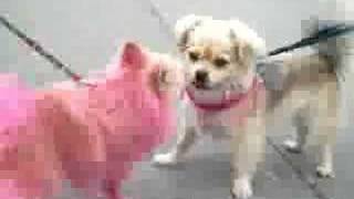 Pink Pomeranian Foxy and my Dog Coco at Venice Beach CALIFORNIA APRIL 14 2007 [upl. by Horowitz]