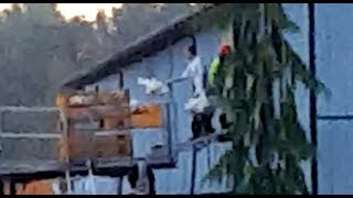 Chicken Catching Cruelty at Neufeld Farms BC [upl. by Sedgewake]