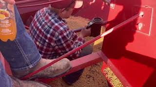 Finally Harvesting Soybeans soybean combine harvest [upl. by Myrtice403]