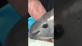 The Vaquita The Worlds Rarest Marine Mammal on the Brink of Extinction [upl. by Ayyn]