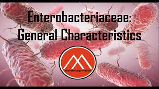 Enterobacteriaceae Enterobacterales GRAMNEGATIVE ENTERIC BACILLI ecoli bacteriology biology [upl. by Monia]