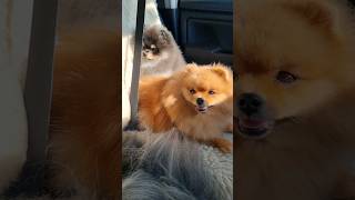 Пять жён dogs pekingese puppy dog funny pet pets pomeranian spitz собака [upl. by Monroy]