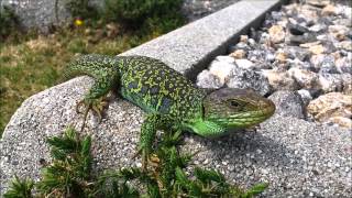 Lagarto ocelado Timon lepidus en Noia Lacerta lepida Eyed Wall Lizard [upl. by Germayne674]